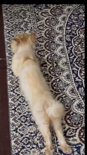 Cute Cat Stretching & Relaxing 😍 |Funny Lazy Cat Moments 🐱 CuteCat #FunnyCat #LazyCat #PetLovers