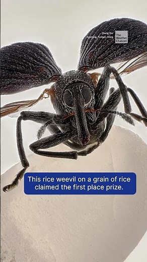 Nikon Small World Competition Entries