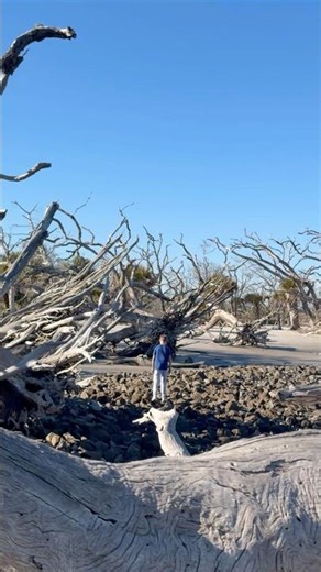 Nature’s playground. Driftwood beach, Jekyll Island, GA #nature #beach #driftwood #relax #explore