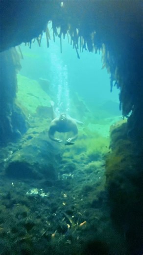 What do you get when you cross a manatee and a bear? 😉🤪 | Thejackstacked