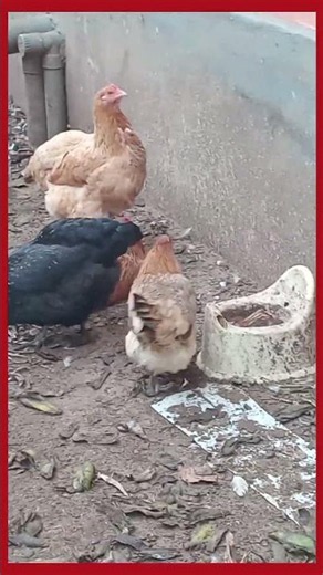elevage des #poules à bafoussam #chicken