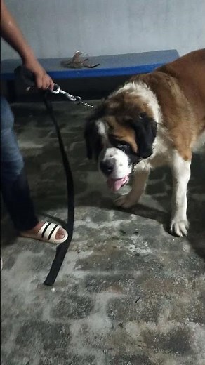 Huge Saint Bernard Mating