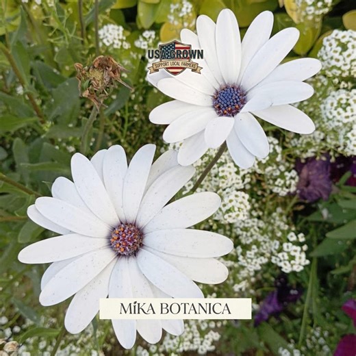 White Cape Daisy Seeds: African Daisy, Weather Prophet Blooms (75) - Etsy