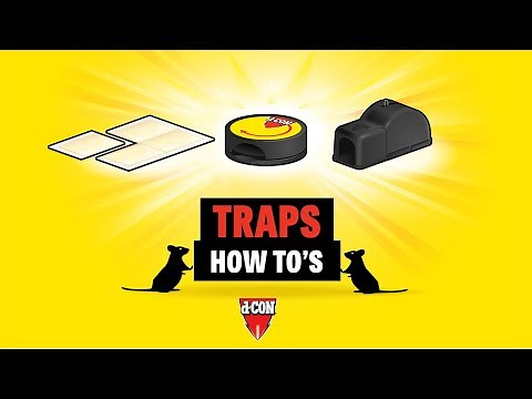 How to use mouse traps
