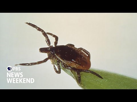 Why tick season is worse than usual and how to protect yourself