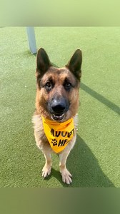 220 reactions · 91 shares | Make the world a better place by adopting a dog in need. ♥️ This handsome male #shepherd is HAROLD #A296715 and he’s off his stray hold. Approximately 5 years old and 70 pounds, this very nice #GSD is ready to be yours. Collier County DAS |  7610 Davis Blvd., Naples, FL, 34104 |  Tel: 239-252-PETS |  www.collierpets.com #adopt #foster #love #CollierDAS #shelterdogs #adoptme #adoptabledog #animalshelter | Collier DAS Dogs -by volunteers | Facebook