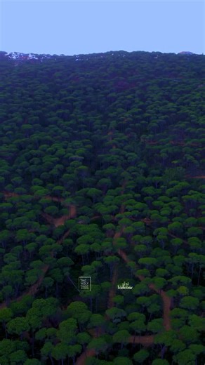 And do not invoke any other god with Allah. There is no god ˹worthy of worship˺ except Him. Everything is bound to perish except He Himself.1 All authority belongs to Him. And to Him you will ˹all˺ be returned.... ‘28:88’ وَلَا تَدْعُ مَعَ ٱللَّهِ إِلَـٰهًا ءَاخَرَ ۘ لَآ إِلَـٰهَ إِلَّا هُوَ ۚ كُلُّ شَىْءٍ هَالِكٌ إِلَّا وَجْهَهُۥ ۚ لَهُ ٱلْحُكْمُ وَإِلَيْهِ تُرْجَعُونَ... ‘القصص ٨٨’ ‎ video by: @tibian114 ‎#تدبر #tadabar114 ‎#لبنان #lebanon #spring #quran #theholytree14 ‎#شجرة_النبوة ‎#الشجرة_