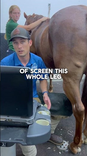 Ultrasound Exam of the Equine Hind Leg | Detecting Lameness Issues