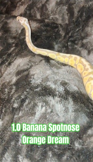 1.0 Banana Spotnose Orange Dream #banana ##spotnose #orange #dream #snake #reptiles #python #serpent