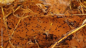 Mosquito larvae and pupae in a stagnant pool of water. larva hangs upside down from surface of water, developed from eggs. fish food. Life cycle of Mosquitoes larvae. larva. Insects