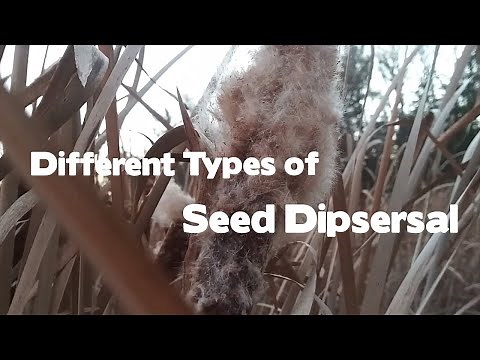 Different Types of Seed Dispersal