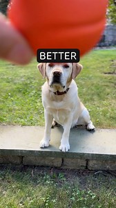 Want your dog to actually look at the camera? Here are my three go-to tricks: 1. Squeaker 2. Ball 3. CheeseWorks every time with Lewie (well, almost). What gets your dog’s attention?#dogphotographytips #dogreels #labsofinstagram #yellowlab #petphotography #lifewithdogs #dogsofinstagram | Loose Leashes by Ron Schmidt