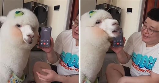 Owner hilariously pranks scam caller by getting his ALPACA to answer
