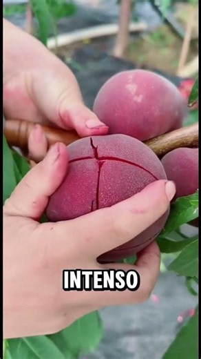 El Durazno Rojo Que Nadie Entiende