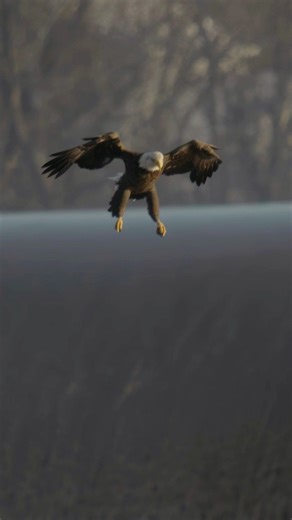 Amazing bald eagle on the hunt! #baldeagle | Mike Lemery Films