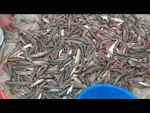 Spectacular Freshwater Fish Cleaning! Watch the Mesmerizing Process from Catch to Table