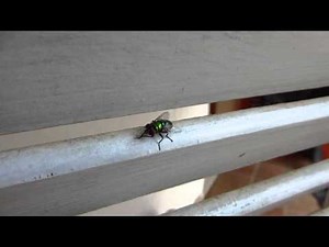 Una mosca limpiándose las manos después de un buen atracón