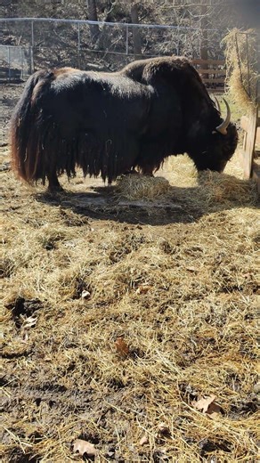 yak is a big guy eating hay at lunchtime toronto canada may 2026