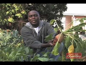 Fall Vegetable Garden Tour