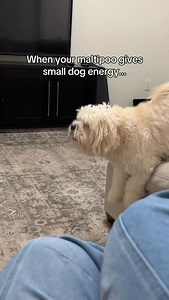 17K views · 5.4K reactions | Small dog = BIG personality 來 #puppy #maltipoo #bestdog #cutedogs | Mr.milobug | Facebook