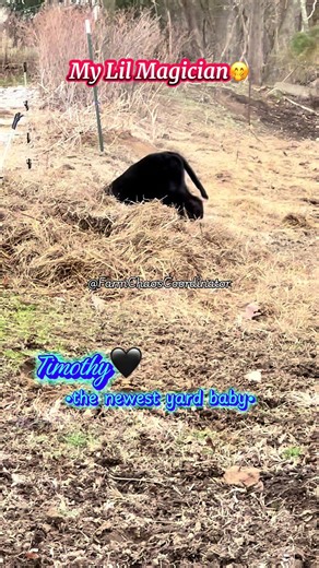 Meet Timothy: The Magical Yard Baby on the Farm