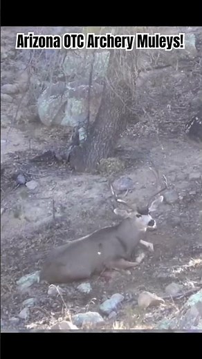 Epic Bow Hunt! Mule Deer Down in Arizona Mountains #hunting #bowhunting #deerhunting