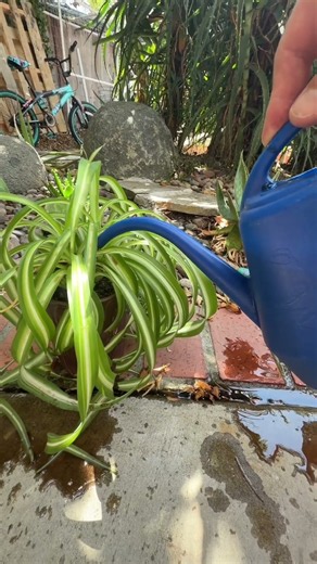 House Plant Care - Fertilizer