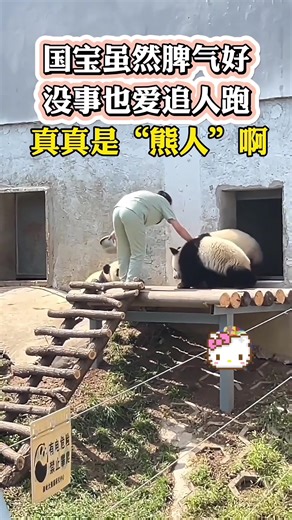 Funny Panda Chase With Keepers