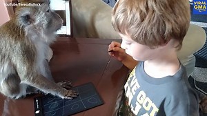 312K views · 2.5K reactions | WATCH: Boy gets beaten by pet monkey in a game of tic-tac-toe! | Good Morning America | Facebook