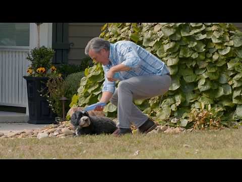 Training Your Dog With Invisible Fence® Boundary Plus® Underground Dog Fence
