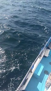 Flying fish escaping from dolphins tuna and sea birds lands in the boat. | Dolphin Safari Gibraltar The BLUE boat. | Facebook