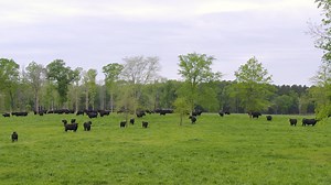 49K views · 1.9K reactions | “We’ll never repay what the Angus breed...