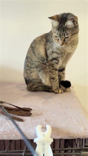 猫カフェ巡り【ネコリパブリック滋賀】遊んでもらうパート２