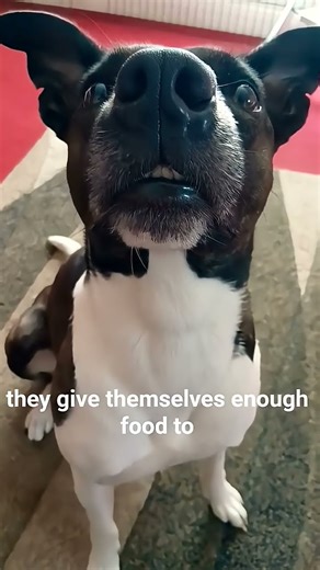 Ruby's adventures ❤️❤️❤️