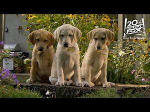 Marley And Me The Puppy Years | "The Sprinkler" Clip [HD] | 20th Century FOX