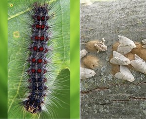 Experts say to prepare for another LDD moth infestation this spring - The Weather Network