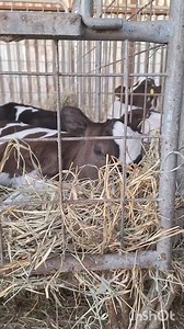 28K views · 1.7K reactions | Ele não tá doente, é só preguiça. Eu nunca conseguiria não me importar com um animal assim. É um desenho da inocência. | Diário de uma produtora de leite | Facebook