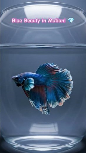 Beautiful Blue Betta Fish 🐟 | Natural and Cute