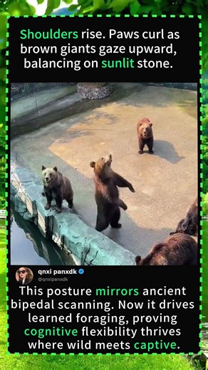 Why Bears Stand Up: The Science Behind the Sway #BrownBear #BearBehavior