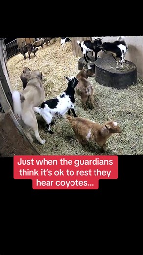 #livestockguardiandog #anatolianshepherddog #goats #anadoluçobanköpeği | coyote