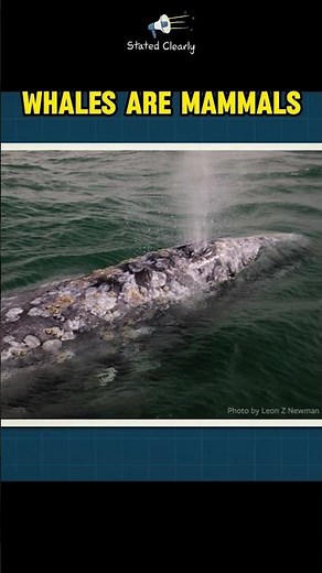 Whales Are Mammals!