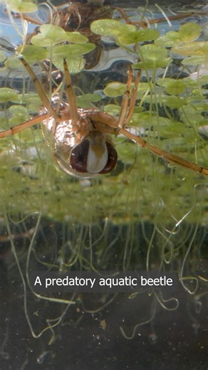 29K views · 587 reactions | Beware the backswimmers 荒 #robertefuller #wildlifefilms | Robert E Fuller | Facebook