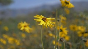 6.6K views · 370 reactions | Happy Earth Day from Bible Gateway!  Watch this video to be reminded of God's amazing creation. For the Lord is a great God, and a great King above all gods. In his hand are the deep places of the earth: the strength of the hills is his also. The sea is his, and he made it: and his hands formed the dry land. O come, let us worship and bow down: let us kneel before the Lord our maker. -Psalm 95:3-6 (KJV) https://fal.cn/37H3h | Bible Gateway | Facebook