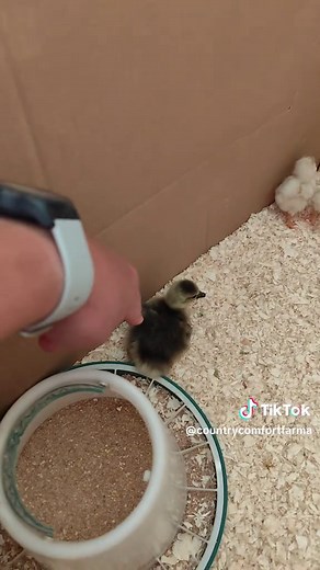 Newly hatched hens and goose #countrycomfortfarma #incubator #hatchedegg #fyp #viral #tiktokfollowers😘thanku #tiktokmalta🇲🇹 #maltatiktok🇲🇹 #malta🇲🇹 #permaculture #organicfarming #educational