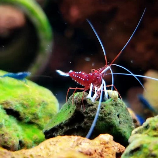 Easy Freshwater Shrimp Tank Setup Guide
