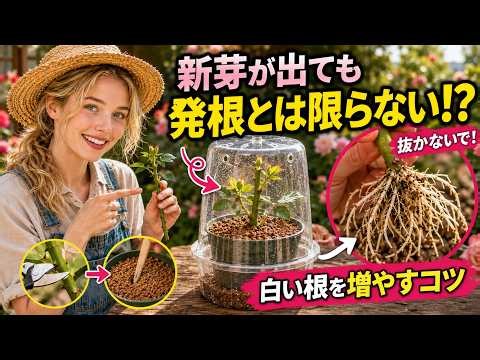 バラの挿し木、新芽＝発根ではありません！失敗を防ぐ7つのコツ