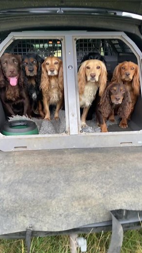 Working Cocker Spaniel Training and Muscle Development