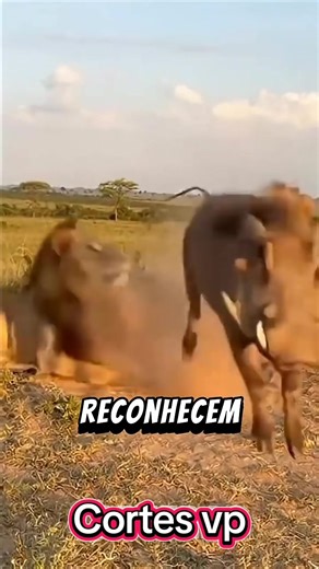 Animais que sabem quando vão morrer