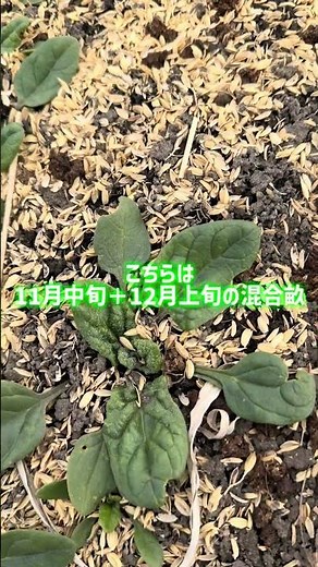 冬ほうれん草🌱露地vsベタ掛けvsトンネル！育ち方に差は出る？