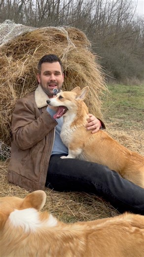 Thinking about getting a Corgi? Here’s what I wish every new Corgi owner knew before bringing one home… Corgis aren’t just “cute little dogs.” They are high-energy, stubborn, dramatic, intense shedders, and tiny bosses. But they’re also the most loyal, expressive, hilarious companions you could ever ask for. If you’re ready for chaos, attitude, hair… and a whole lot of love — a Corgi is the perfect dog for you. ❤️ | Arcanedale Corgis